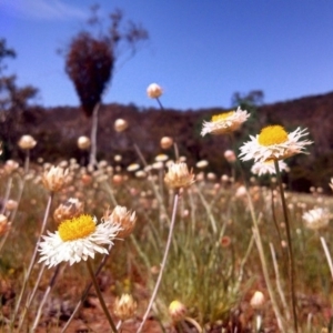 Leucochrysum albicans subsp. tricolor at Majura, ACT - 3 Oct 2014 12:00 AM