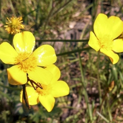 Ranunculus lappaceus (Australian Buttercup) at Hall, ACT - 8 Oct 2014 by EmmaCook