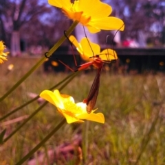 Ranunculus lappaceus at Hall, ACT - 8 Oct 2014 12:00 AM