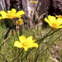 Ranunculus lappaceus at Hall, ACT - 8 Oct 2014