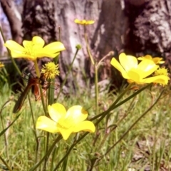 Ranunculus lappaceus at Hall, ACT - 8 Oct 2014 12:00 AM