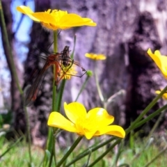 Ranunculus lappaceus at Hall, ACT - 8 Oct 2014 12:00 AM