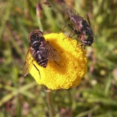 Craspedia sp. (Billy Buttons) at Hall, ACT - 8 Oct 2014 by EmmaCook