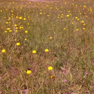 Craspedia sp. at Hall, ACT - suppressed