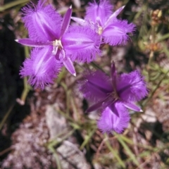 Thysanotus tuberosus subsp. tuberosus (Common Fringe-lily) at Dunlop, ACT - 2 Nov 2014 by EmmaCook