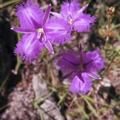 Thysanotus tuberosus subsp. tuberosus (Common Fringe-lily) at Dunlop, ACT - 3 Nov 2014 by EmmaCook