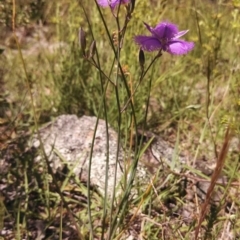 Thysanotus tuberosus subsp. tuberosus at Dunlop, ACT - 3 Nov 2014 12:00 AM