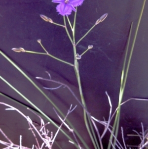 Thysanotus tuberosus subsp. tuberosus at Dunlop, ACT - 3 Nov 2014 12:00 AM