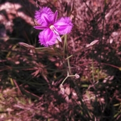 Thysanotus tuberosus subsp. tuberosus at Dunlop, ACT - 3 Nov 2014 12:00 AM