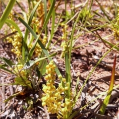 Lomandra filiformis (Wattle Mat-rush) at Dunlop, ACT - 2 Nov 2014 by EmmaCook