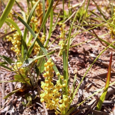 Lomandra filiformis (Wattle Mat-rush) at Dunlop, ACT - 2 Nov 2014 by EmmaCook