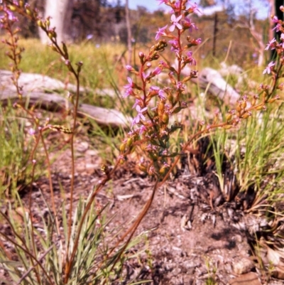 Stylidium graminifolium (Grass Triggerplant) at Cook, ACT - 2 Nov 2014 by EmmaCook