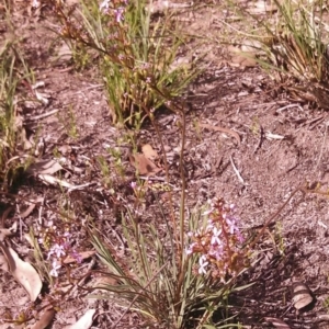 Stylidium graminifolium at Cook, ACT - 3 Nov 2014