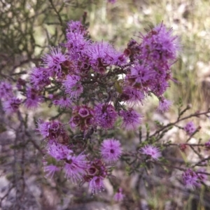 Kunzea parvifolia at Dunlop, ACT - 3 Nov 2014