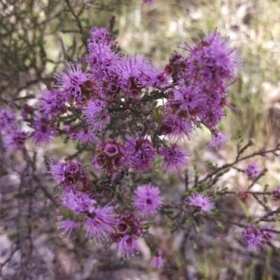 Kunzea parvifolia (Violet Kunzea) at Dunlop, ACT - 3 Nov 2014 by EmmaCook