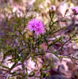 Kunzea parvifolia at Dunlop, ACT - 3 Nov 2014