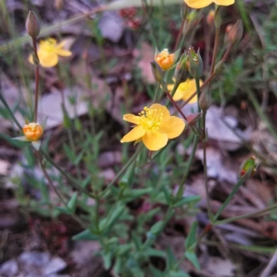 Hypericum gramineum (Small St Johns Wort) at Belconnen, ACT - 3 Nov 2014 by EmmaCook