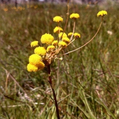 Craspedia sp. (Billy Buttons) at Hall, ACT - 10 Oct 2012 by EmmaCook