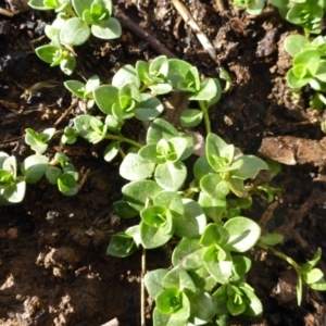 Lysimachia arvensis at Hall, ACT - 3 Aug 2015 02:48 PM