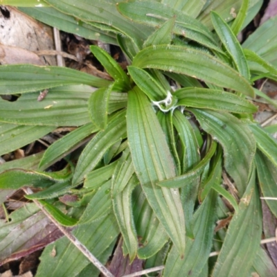 Plantago lanceolata (Ribwort Plantain, Lamb's Tongues) at Hall, ACT - 3 Aug 2015 by JanetRussell