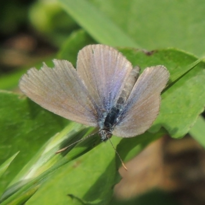 Zizina otis (Common Grass-Blue) at Pollinator-friendly garden Conder - 1 Feb 2015 by michaelb