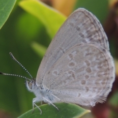 Zizina otis (Common Grass-Blue) at Pollinator-friendly garden Conder - 22 Mar 2015 by michaelb