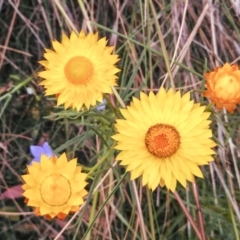 Xerochrysum viscosum (Sticky Everlasting) at Wanniassa Hill - 5 Nov 2014 by EmmaCook