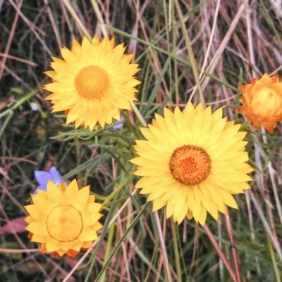 Xerochrysum viscosum (Sticky Everlasting) at Wanniassa Hill - 6 Nov 2014 by EmmaCook