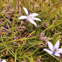 Isotoma fluviatilis subsp. australis (Swamp Isotome) at Wanniassa Hill - 6 Nov 2014 by EmmaCook