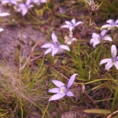 Isotoma fluviatilis subsp. australis at Wanniassa Hill - 6 Nov 2014