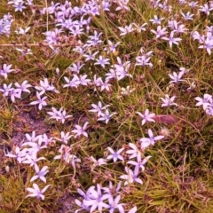 Isotoma fluviatilis subsp. australis at Wanniassa Hill - 6 Nov 2014