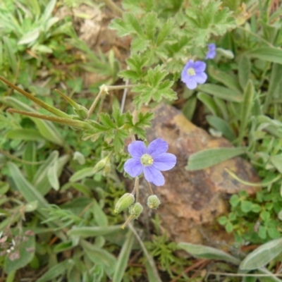 Erodium crinitum (Native Crowfoot) at Belconnen, ACT - 2 Oct 2009 by EmmaCook