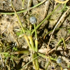 Eriocaulon scariosum (Pale Pipewort) at Farrer Ridge - 2 Apr 2015 by julielindner