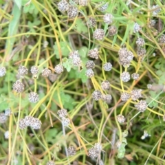 Eriocaulon scariosum at Farrer Ridge - 3 Apr 2015