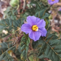 Solanum cinereum (Narrawa Burr) at Wanniassa Hill - 5 Nov 2014 by EmmaCook