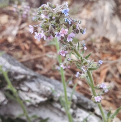 Cynoglossum australe (Australian Forget-me-not) at Wanniassa Hill - 6 Nov 2014 by EmmaCook