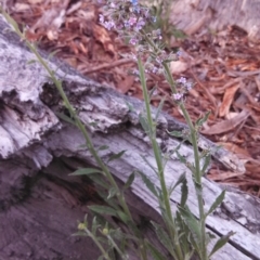 Cynoglossum australe at Wanniassa Hill - 6 Nov 2014 12:00 AM