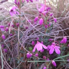 Tetratheca bauerifolia (Heath Pink-bells) at Booth, ACT - 9 Oct 2014 by EmmaCook