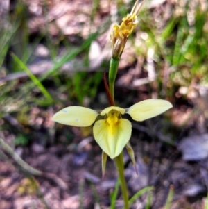 Diuris chryseopsis at Molonglo River Reserve - suppressed