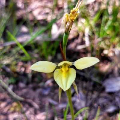Diuris chryseopsis (Golden Moth) at Belconnen, ACT - 1 Oct 2014 by EmmaCook