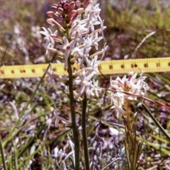 Stackhousia monogyna (Creamy Candles) at Belconnen, ACT - 1 Oct 2014 by EmmaCook