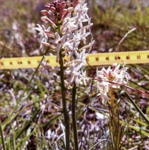 Stackhousia monogyna at Molonglo River Reserve - 2 Oct 2014