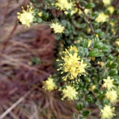 Phebalium squamulosum subsp. ozothamnoides (Alpine Phebalium, Scaly Phebalium) at Booth, ACT - 9 Oct 2014 by EmmaCook