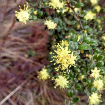 Phebalium squamulosum subsp. ozothamnoides (Alpine Phebalium, Scaly Phebalium) at Booth, ACT - 8 Oct 2014 by EmmaCook