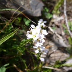 Cardamine lilacina at Namadgi National Park - 8 Oct 2014 by EmmaCook