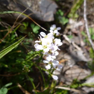 Cardamine lilacina at Namadgi National Park - 9 Oct 2014 by EmmaCook