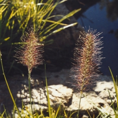 Cenchrus purpurascens (Swamp Foxtail) at Tuggeranong Hill - 11 Mar 2007 by michaelb