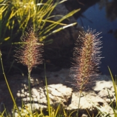 Cenchrus purpurascens (Swamp Foxtail) at Theodore, ACT - 11 Mar 2007 by michaelb