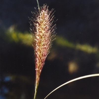 Cenchrus purpurascens (Swamp Foxtail) at Theodore, ACT - 2 Mar 2007 by michaelb