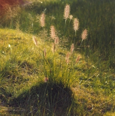 Cenchrus purpurascens (Swamp Foxtail) at Paddys River, ACT - 3 Apr 2007 by MichaelBedingfield